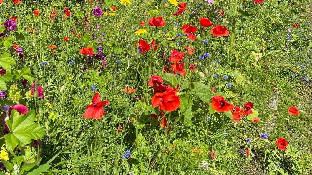 Klein rood bloemenveld