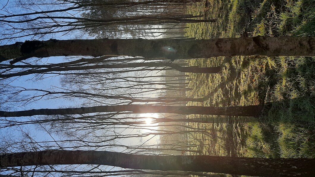 Zie de zon schijnt door de bomen