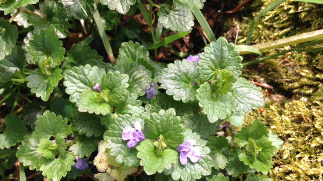 Bloem in Jenny's tuin