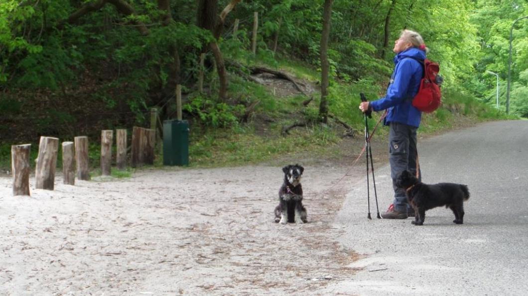 Uit wandelen met de honden. Uit wandelen met de honden.