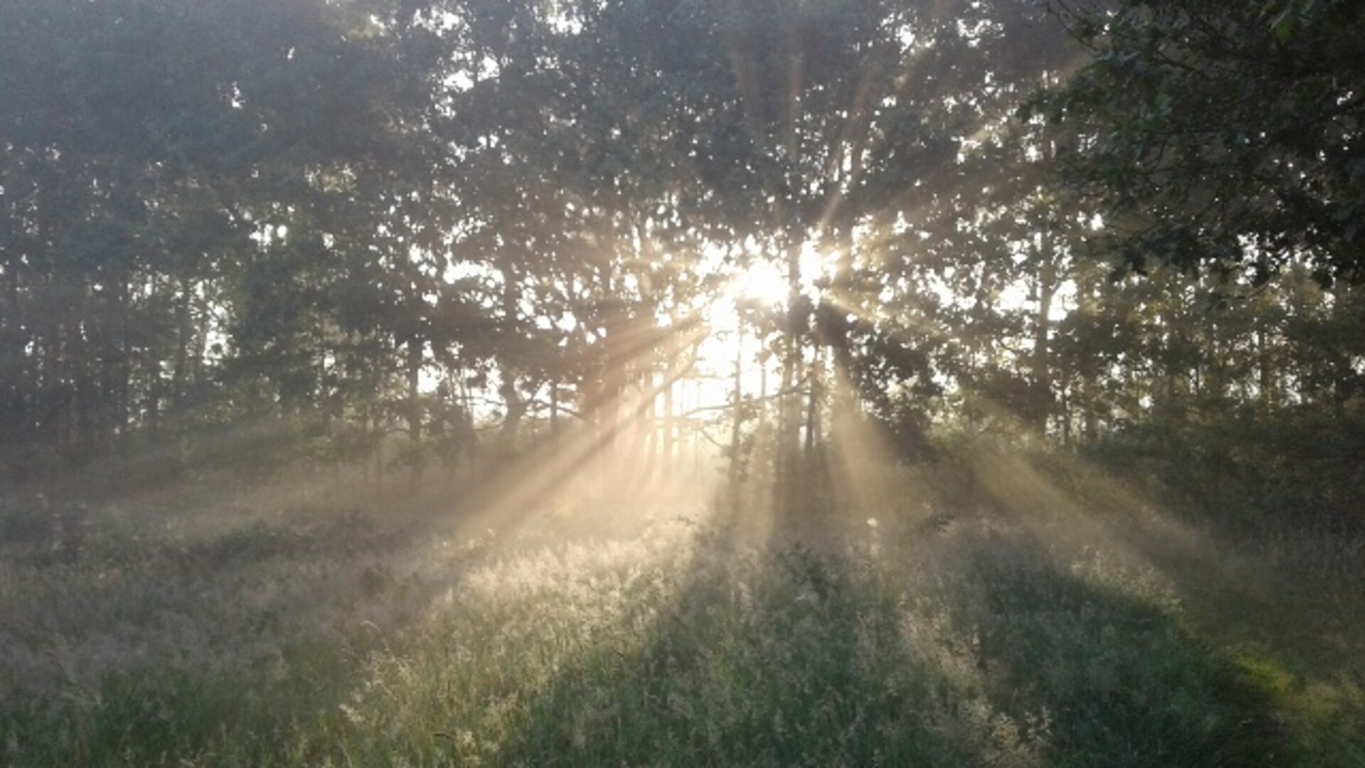 Zon schijnt door bomen