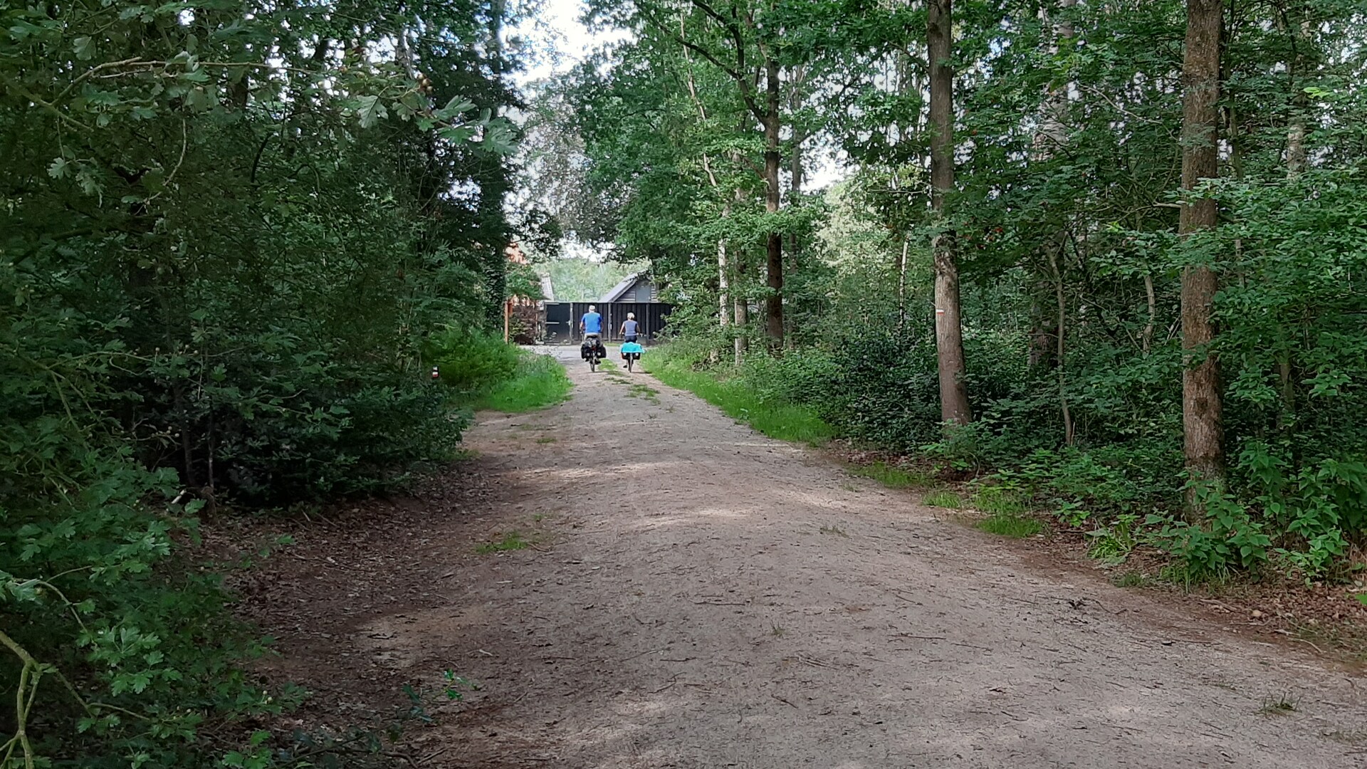 Zandpad in het bos