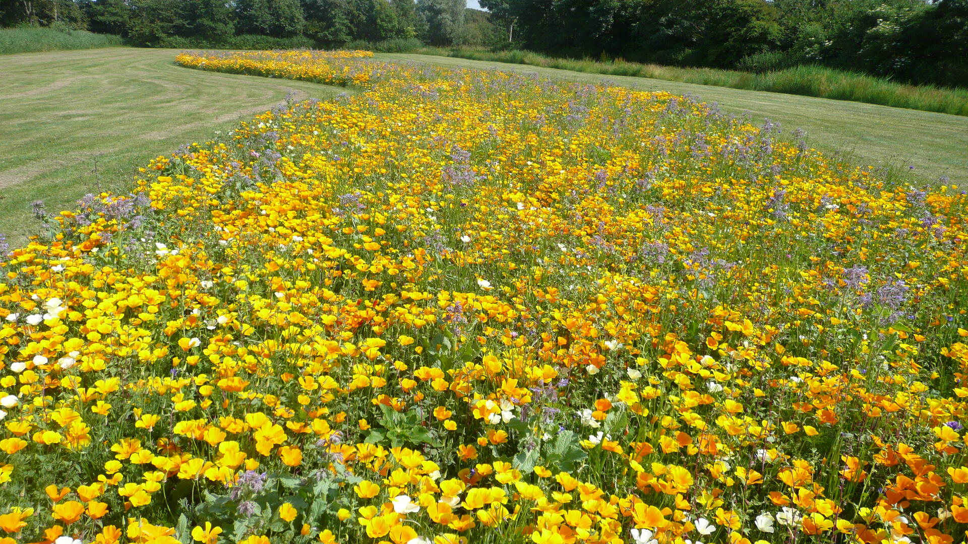 Bloemenweide Sandepark 2017 nr 1.JPG
